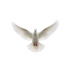 Fototapeta premium White dove flying, isolated on white background