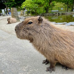 Peaceful Capybaras Lounging Near a Pond