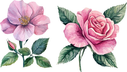 Fototapeta premium Watercolor pink rose flower and leaf bouquet clipart collection