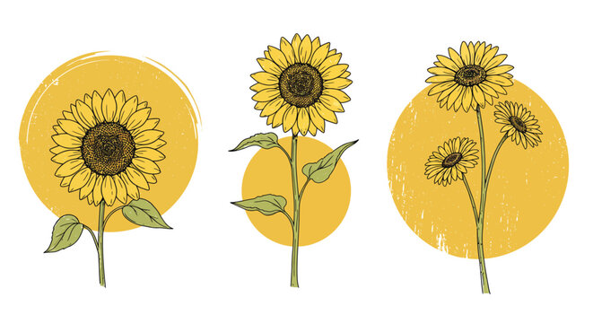 Three detailed sunflowers with leaves against yellow circular textured backgrounds in flat botanical vector art