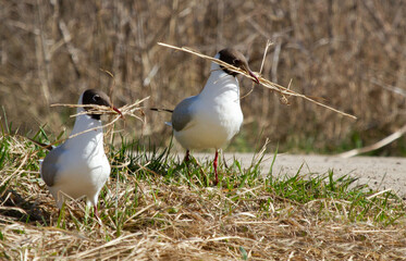 Black-headed gulls (Chroicocephalus ridibundus) with nesting material in beak