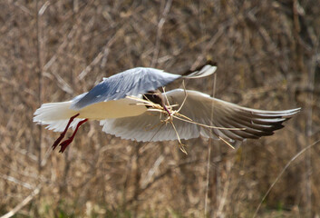 Black-headed gulls (Chroicocephalus ridibundus) with nesting material in flight