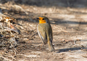 European Robin (Erithacus rubecula) on the ground in forest