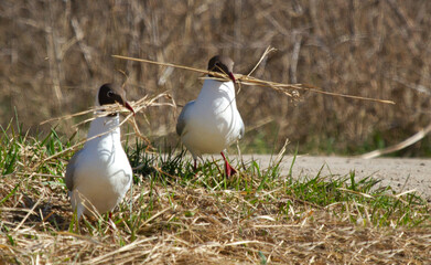 Black-headed gulls (Chroicocephalus ridibundus) with nesting material in beak