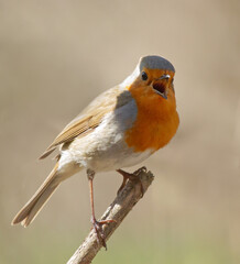 European Robin (Erithacus rubecula) sits on the branch