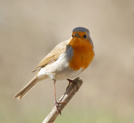 European Robin (Erithacus rubecula) sits on the branch