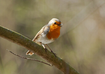 European Robin (Erithacus rubecula) sits on the branch