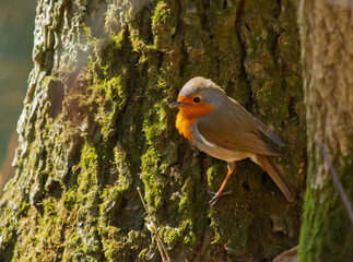 European Robin (Erithacus rubecula) sits on the bark of tree