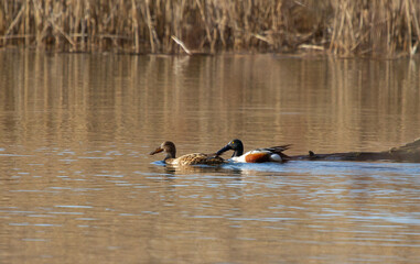 Northern shoveler (Spatula clypeata) male and female on the lake