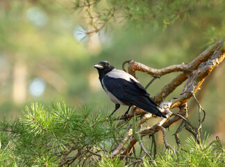 Hooded crow (Corvus cornix) on the branch of pine tree
