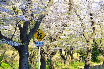 通学路の標識と桜並木