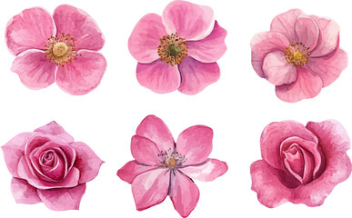 watercolor pink roses flowers clipart