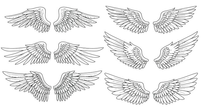 Detailed hand-drawn feathered wings in various angles and styles black and white sketch vector illustration