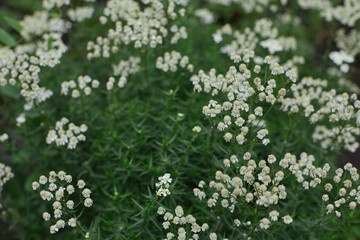 Delicate white wildflowers blooming in a lush green meadow during the late spring afternoon