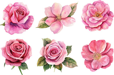 watercolor pink rose flower clipart illustration and rose floral