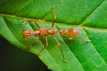 Kerengga ant-like jumper spider mimicking weaver ant on green leaf