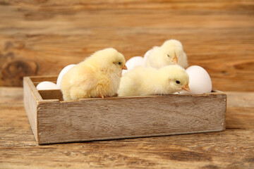 Box with cute little chick and eggs on wooden background © Pixel-Shot