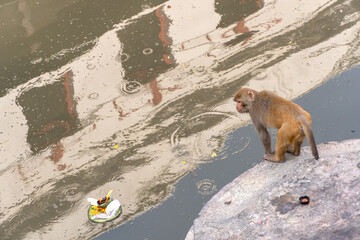 Kathmandu Nepal Pashupatinath Temple on the Bagmati River sacred monkey mirrors on river