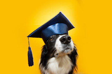 Back to school dog. Border collie puppy  wearing a graduation grown with proud expression face. Dog training concept