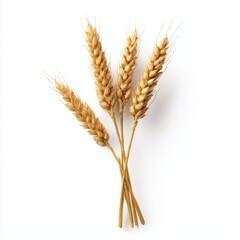Fototapeta premium Wheat stalks isolated close up on white background