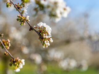 Kirschblüte Hagen a.T.W.
