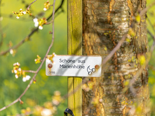 Kirschblüte Hagen a.T.W.