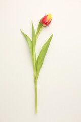 spring flowers banner - bunch of pink tulip flowers on blue sky background