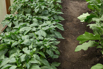 Greenhouse planting featuring healthy pepper and eggplant crops with well-maintained soil in the afternoon light