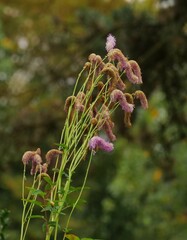 The plant genus Sanguisorba belongs to the family Rosaceae. Growing from this plants are located in the temperate areas of the northern hemisphere,  faded bloomed