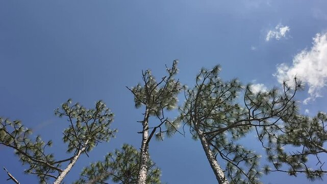Long leaf pine time lapse with clouds moving on a blue sky