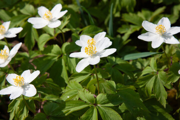 The many white wild flowers in spring forest. Blossom beauty, nature, natural. Sunny summer day, green grass in park. Anemonoides nemorosa.