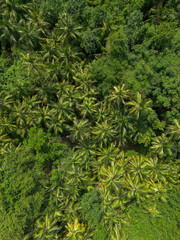 Green jungle with palm trees seen from above, jungle background