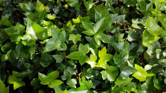 Ivy leaves gently moved by the wind, creating shapes and textures under the sunlight. Lush nature background