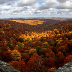 Autumn Forest Vista Colorful Trees and Scenic Landscape Under Cloudy Sky.