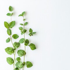 Fresh Green Mint Sprigs on White Wooden Background