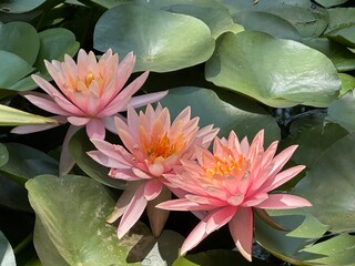 pink water lily