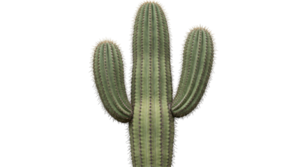 Isolated Saguaro Cactus Front View Spikey Desert Plant