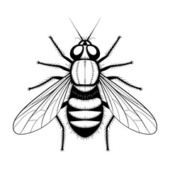 A black and white fly illustration line art of a coloring page 
‎