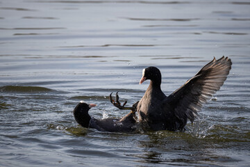 On a sunny spring evening, two male common coots fight in the water for nesting territory.