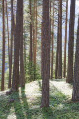 Fototapeta premium footpath in the woods