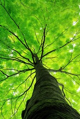 Looking Up at Vibrant Green Tree Canopy, Nature and Growth Perspective