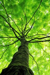 Looking Up at Vibrant Green Tree Canopy, Nature and Growth Perspective