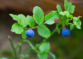 blueberries on a branch