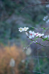 Almond flower 