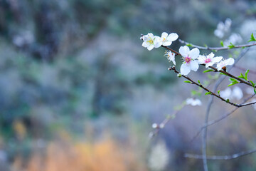 Almond flower