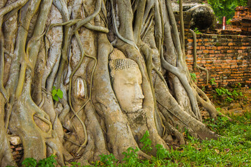 buddha statue in wat phra si sanphet,Ancient Buddha statue in tree roots at an ancient temple in...