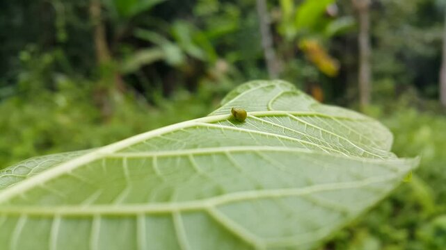 Green Rounded Planthopper (Hemisphaerius) This odd little planthopper is known from Sumatra and Java (west & central). 4k footage. Perfect for a World Environment Day documentary on June 5th.