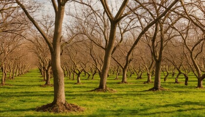 Obraz premium Tree with a huge tree trunk in a field 1