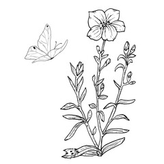 A wildflower with leaves and butterfly. Black and white vector illustration. Beadow flowers and grasses, fluttering butterflies isolated on a white background. Bindweed and flax plant, painted in ink