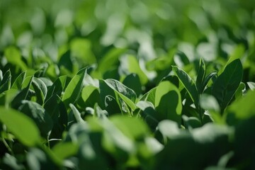 Lush green plants fill the frame with sunlit leaves in shallow depth